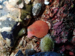 Talochlamys multistriata