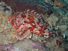 Scorpaena notata