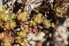 Sedum litoreum