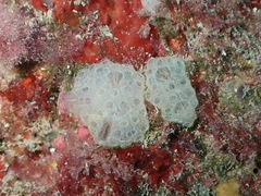 Botrylloides crystallinus