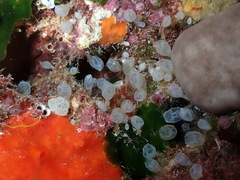 Pycnoclavella atlantica