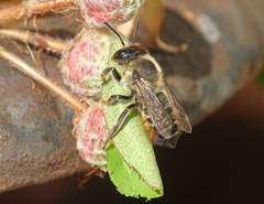 Megachile versicolor