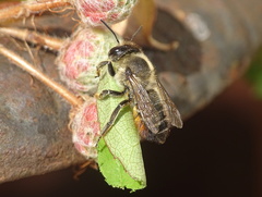 Megachile versicolor