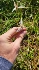 Rhynchospora colorata