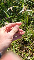 Rhynchospora colorata