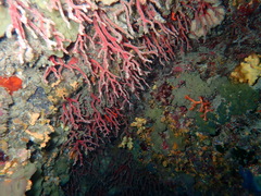 Corallium rubrum