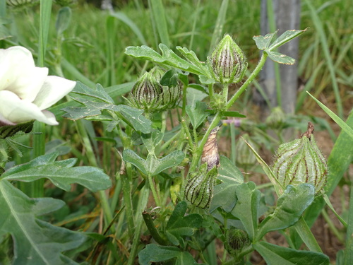 Hibiscus trionum