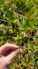 Cyperus surinamensis