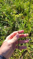 Cyperus surinamensis