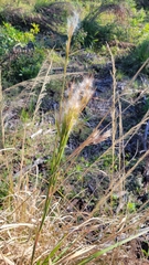 Andropogon tenuispatheus