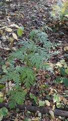 Tanacetum macrophyllum
