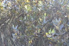 Salix cordata