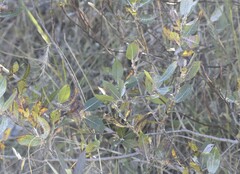 Salix cordata