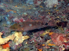 Symphodus mediterraneus