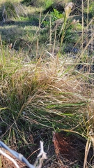 Andropogon tenuispatheus