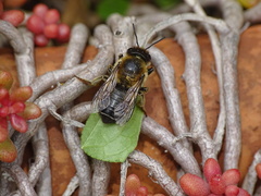 Megachile willughbiella