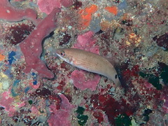 Ctenolabrus rupestris