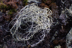 Usnea antarctica
