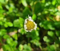 Bellis perennis