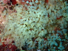 Pycnoclavella communis