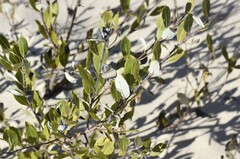 Salix myricoides
