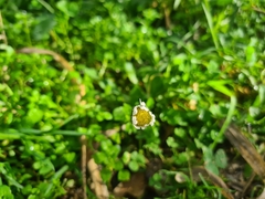 Bellis perennis
