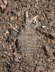 Myrmeleon formicarius