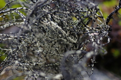 Usnea antarctica