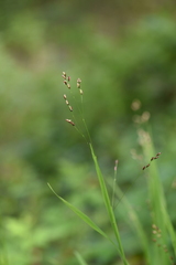 Melica uniflora