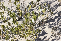 Salix myricoides