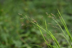 Melica uniflora