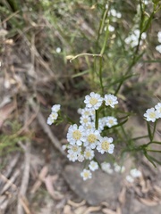 Ixodia achillaeoides