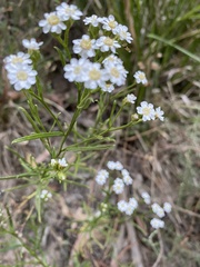 Ixodia achillaeoides