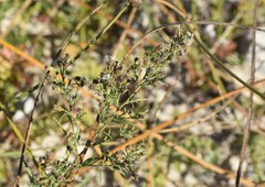 Symphyotrichum lanceolatum interior