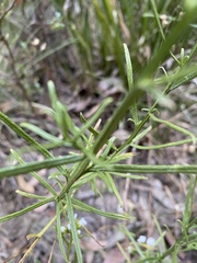 Ixodia achillaeoides