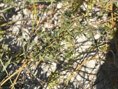 Symphyotrichum lanceolatum interior