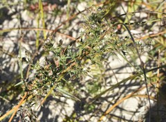 Symphyotrichum lanceolatum interior