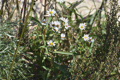 Symphyotrichum lanceolatum lanceolatum