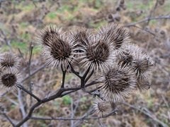 Arctium lappa