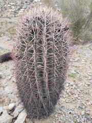 Ferocactus cylindraceus