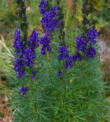 Aconitum tauricum