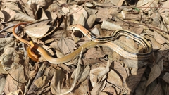 Coelognathus radiatus