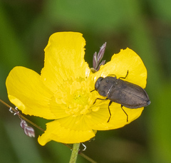 Anthaxia quadripunctata