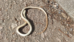Coelognathus radiatus