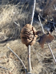 Disholcaspis spongiosa