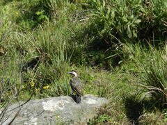 Colaptes melanochloros