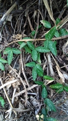 Tetrastigma formosanum