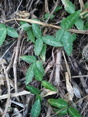 Tetrastigma formosanum