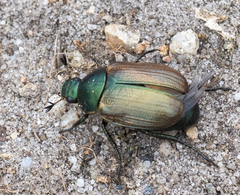 Anomala dubia