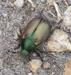 Anomala dubia